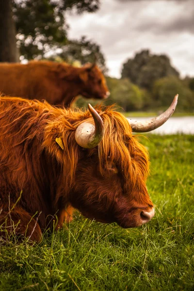 Domestic  cows on nature — Stock Photo, Image