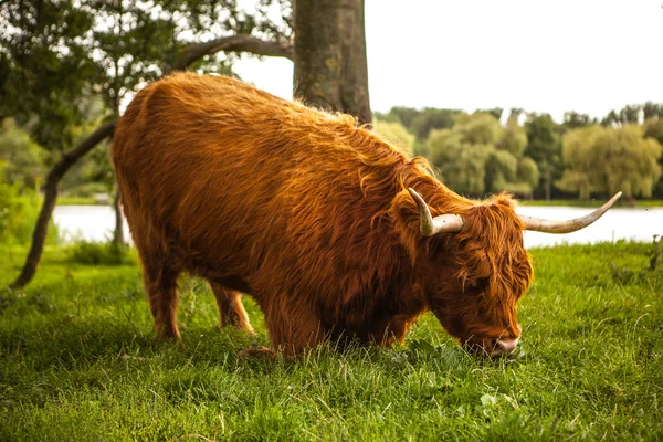 Állati természete a tehén — Stock Fotó