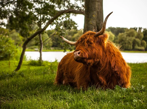 Állati természete a tehén — Stock Fotó