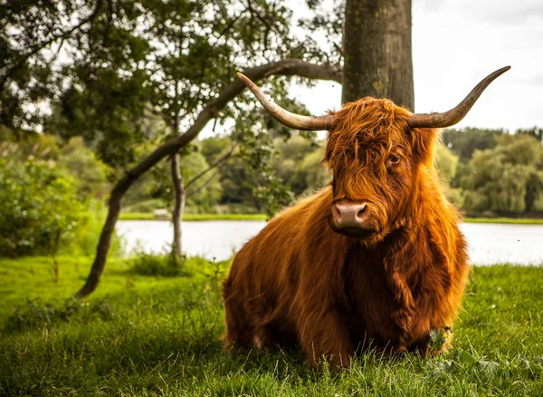 Vaca animal na natureza — Fotografia de Stock