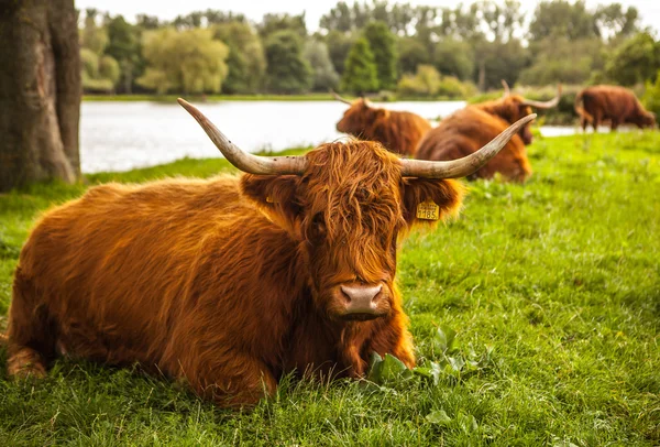 Binnenlandse koeien op aard — Stockfoto