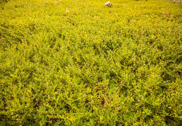 Folhas verdes fundo da parede — Fotografia de Stock