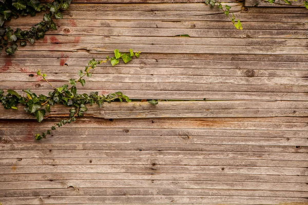 Ivy covers wooden wall — Stock Photo, Image