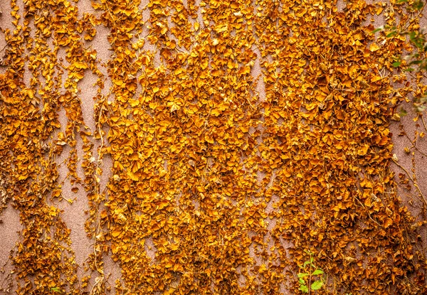 Planta amarilla creciendo en la pared — Foto de Stock