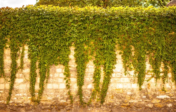 Murgröna på antika vägg — Stockfoto