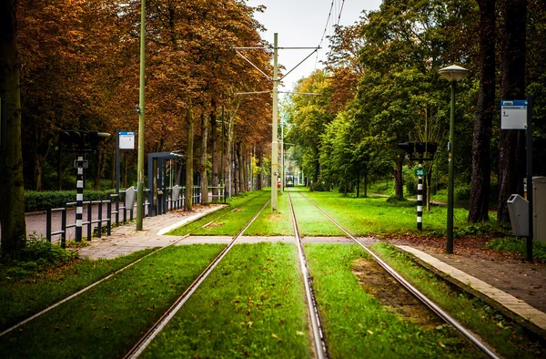 Tramrails in het park — Stockfoto