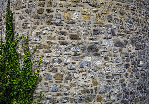 Hiedra en la pared antigua — Foto de Stock