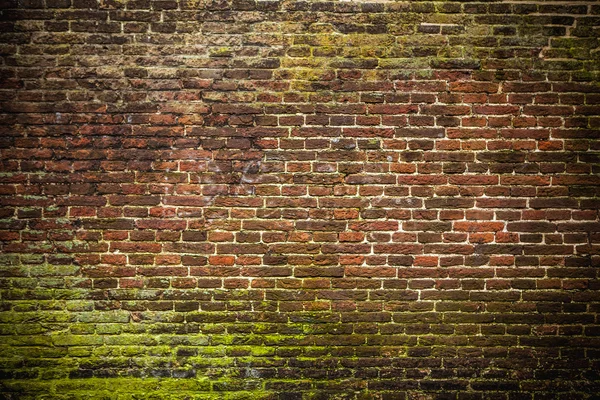 Mur de briques recouvert de mousse — Photo