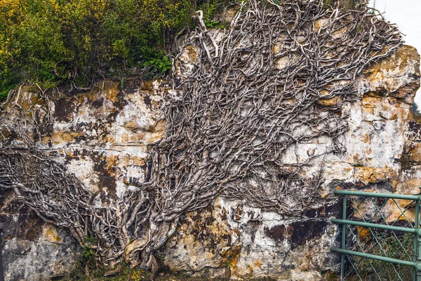 Racines de l'ancien mur couvert d'arbres — Photo