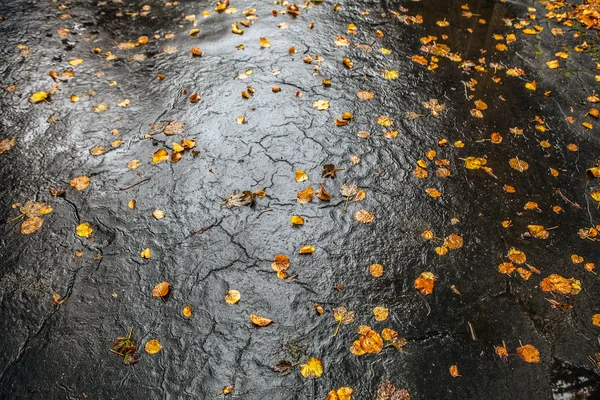 Nasser Asphalt mit Herbstblättern — Stockfoto