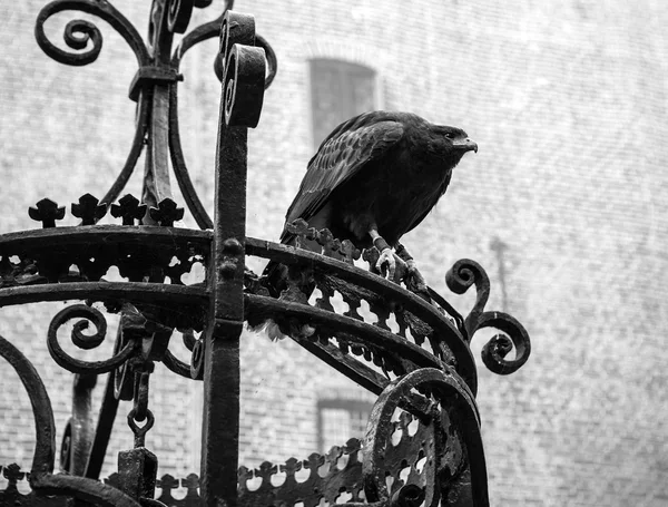 Aigle dans le château de Muiderslot — Photo