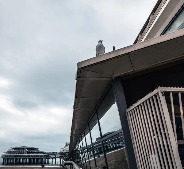 Scheveningen pier in haag — Stockfoto