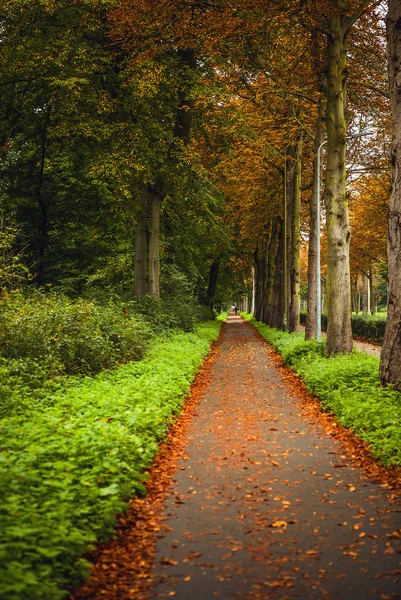 Beautiful alley in autumn park — Stock Photo, Image