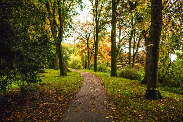 秋の公園の道 — ストック写真