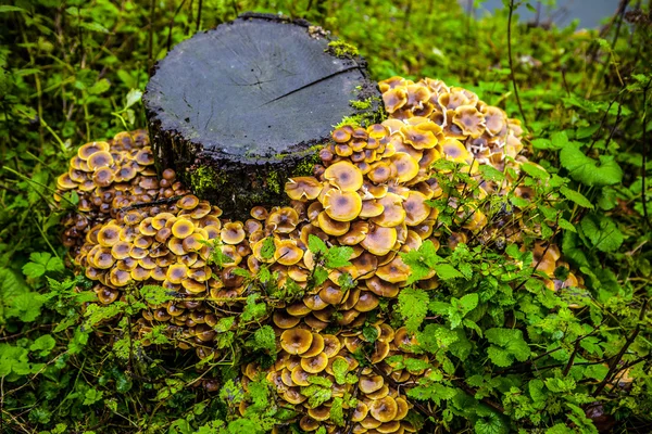 Bara påbörjad bevuxen med svamp — Stockfoto