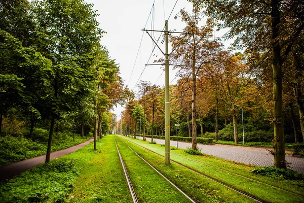 Tram rails in the park — Stock Photo, Image