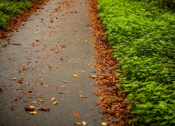 Beautiful alley in autumn park — Stock Photo, Image