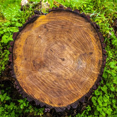 sonbahar Park'ta Saplaması