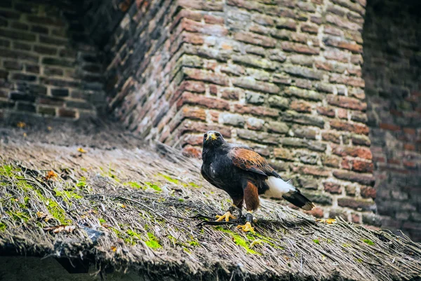 Aigle dans le château de Muiderslot — Photo