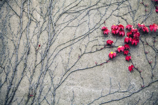 Mur de pierre recouvert de feuilles — Photo