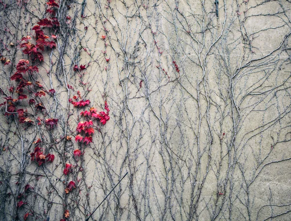 Stone wall covered with leaves — Stock Photo, Image