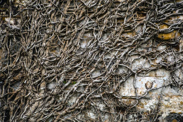 Racines de l'ancien mur couvert d'arbres — Photo