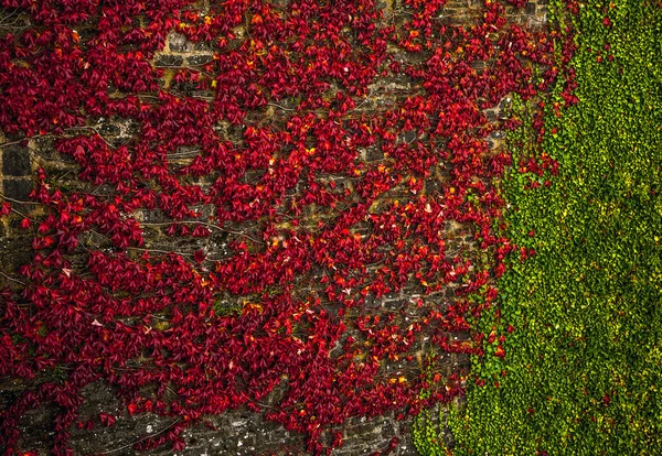 Edera rossa su parete antica — Foto Stock