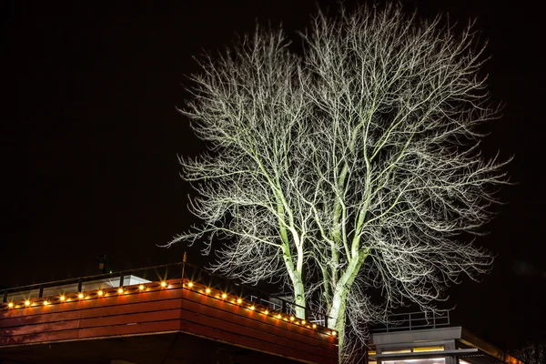 Árvore iluminada com holofotes à noite . — Fotografia de Stock