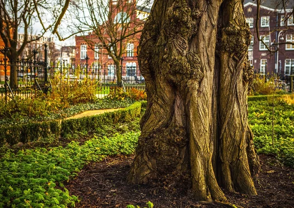 Tree trunk in old park. — Stok fotoğraf