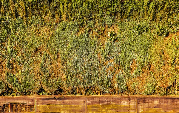 Live wall from the dense cut-off bushes as background. — Stock Photo, Image