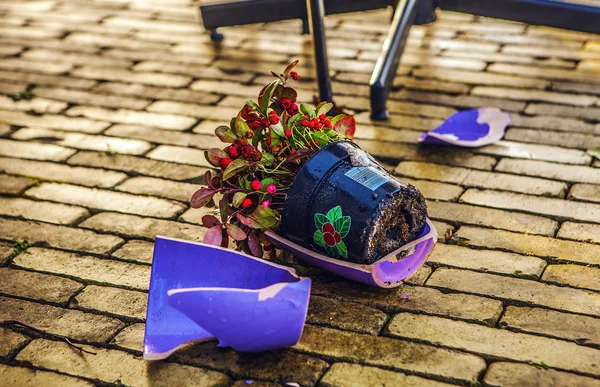 Broken flowerpot with flowers. — Stock Photo, Image