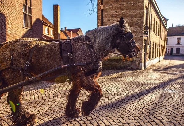 Kočáry tažené koňmi, Bruggy, Belgie. — Stock fotografie