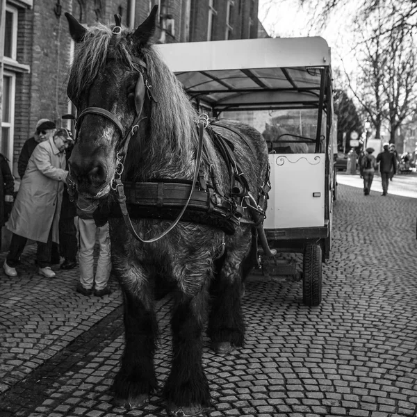 Brugge, Belgie - 17 ledna 2016: Tažené koňmi na 17 ledna 2016 v Brugge - Belgie. — Stock fotografie