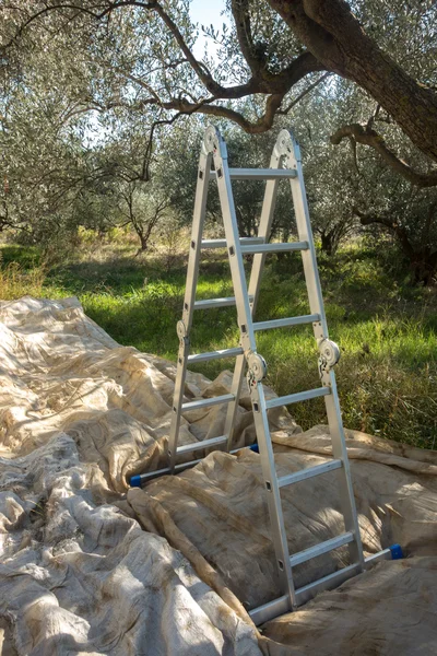 Récolte des olives dans les champs — Photo