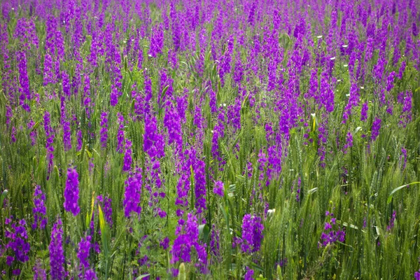 Lila Blumen auf dem Feld — Stockfoto