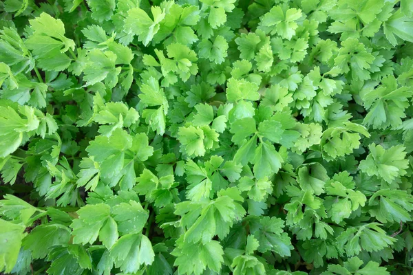 Вид на зеленые листья петрушки — стоковое фото