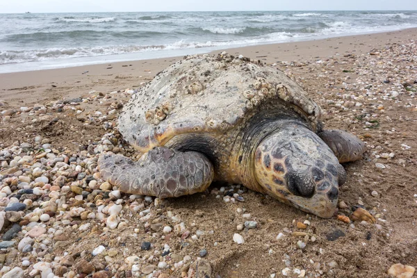 Tortuga marina muerta —  Fotos de Stock
