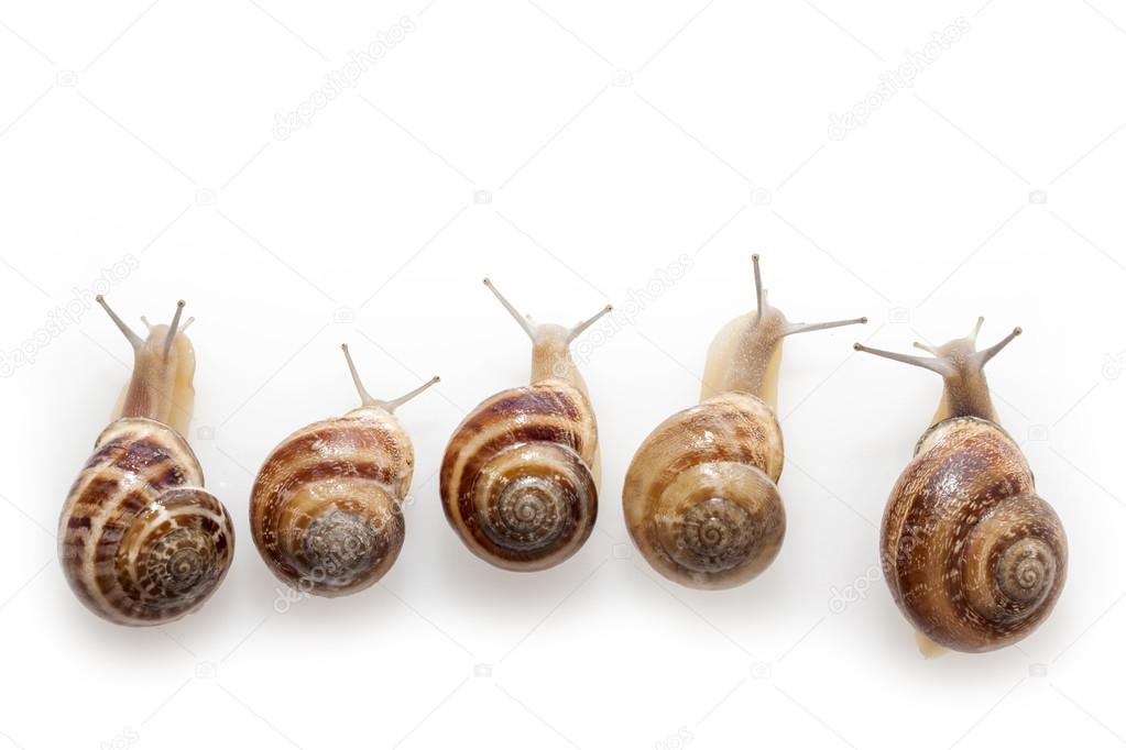 Snails