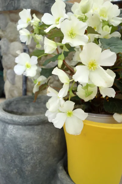 Marché aux fleurs — Photo