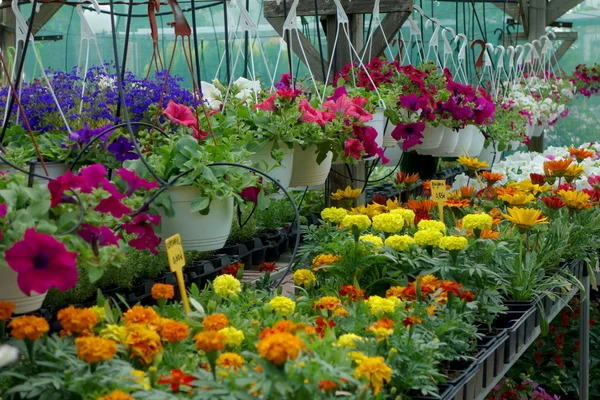 Mercado de flores —  Fotos de Stock