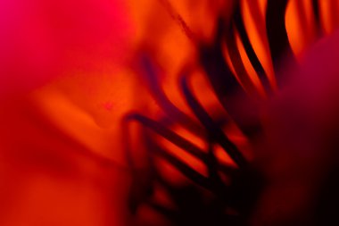 makro fotoğrafçılık