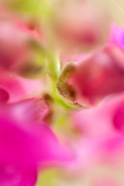 makro fotoğrafçılık