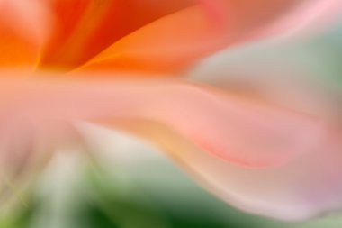 makro fotoğrafçılık