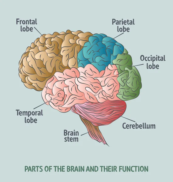 Části lidského mozku — Stockový vektor