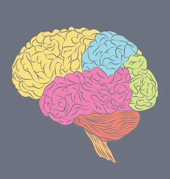 人間の脳の部分 — ストックベクタ