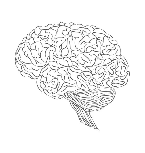 Cerebro humano. Icono plano único. Vista lateral — Vector de stock