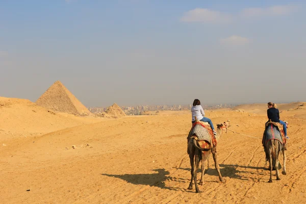 Cabalgando camellos en las Pirámides de Giza — Foto de Stock