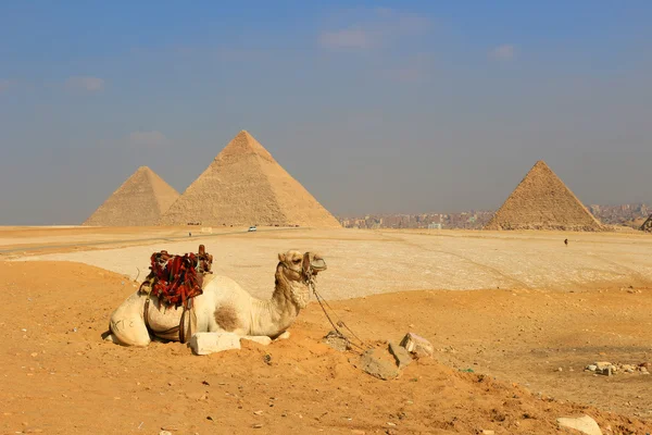 Chameau Les pyramides d'Egypte à Gizeh — Photo