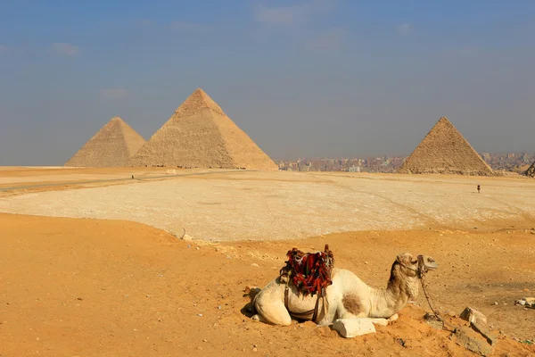 Camello Las pirámides de Egipto en Giza — Foto de Stock