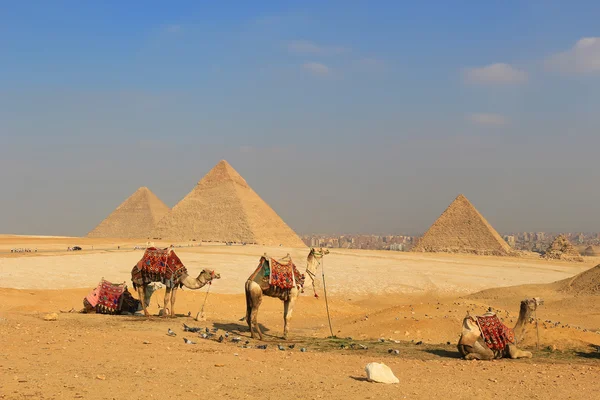 Camello Las pirámides de Egipto en Giza — Foto de Stock